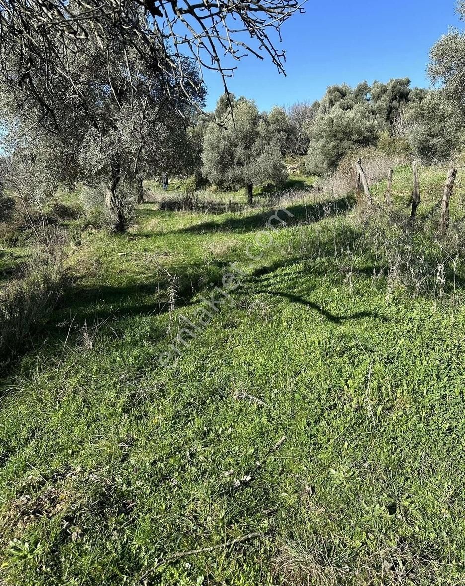 Milas Selimiye'ye 10 Dk Mesafede Tamamı Düzlük Fırsat Arazi - Görsel 8