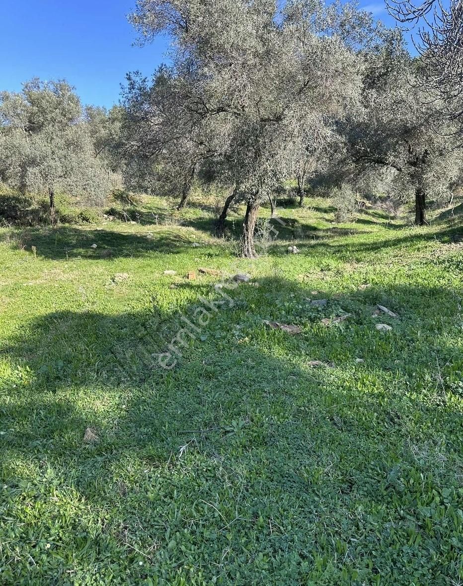 Milas Selimiye'ye 10 Dk Mesafede Tamamı Düzlük Fırsat Arazi - Görsel 19