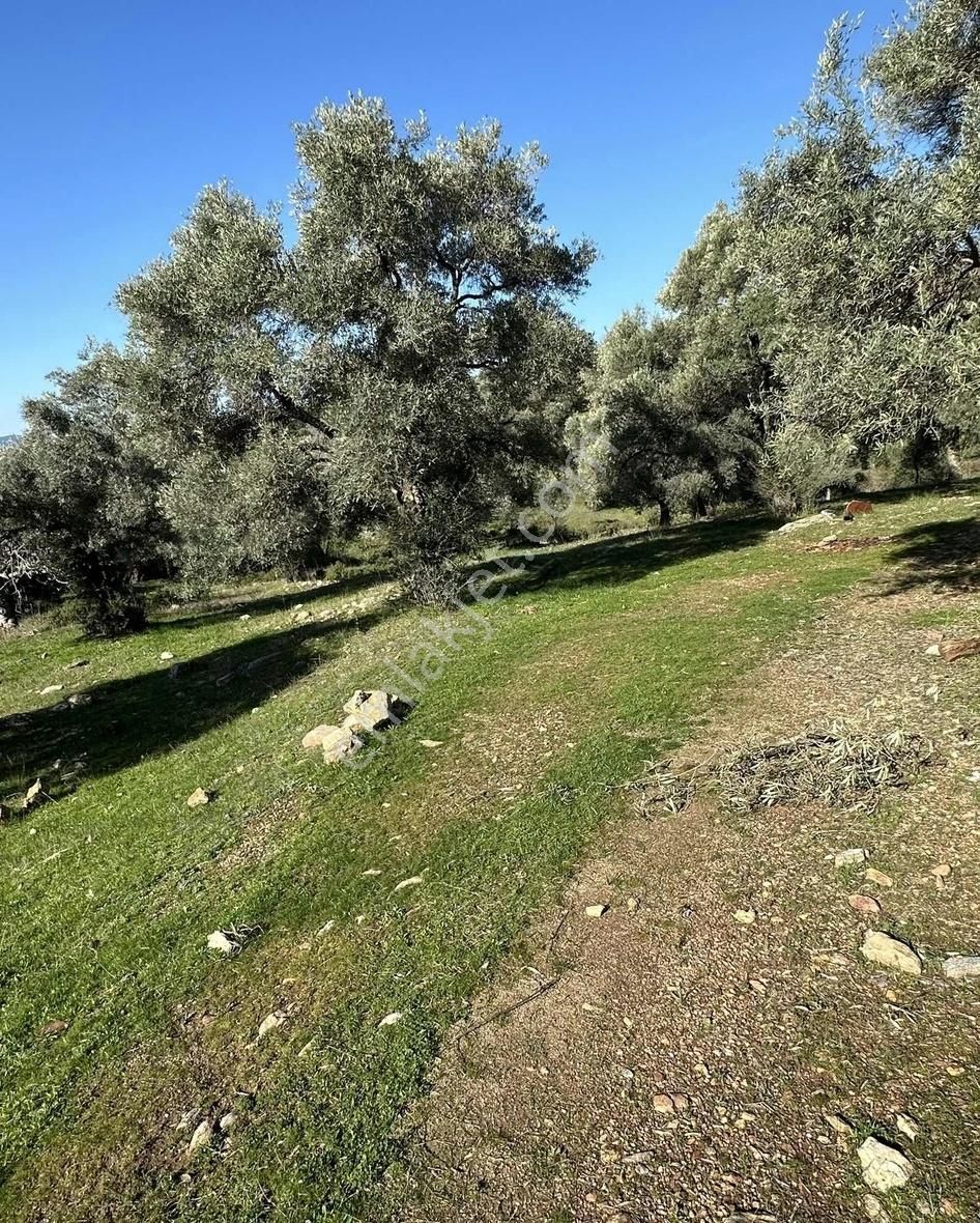 Milas Selimiye'ye 10 Dk Mesafede Tamamı Düzlük Fırsat Arazi - Görsel 12