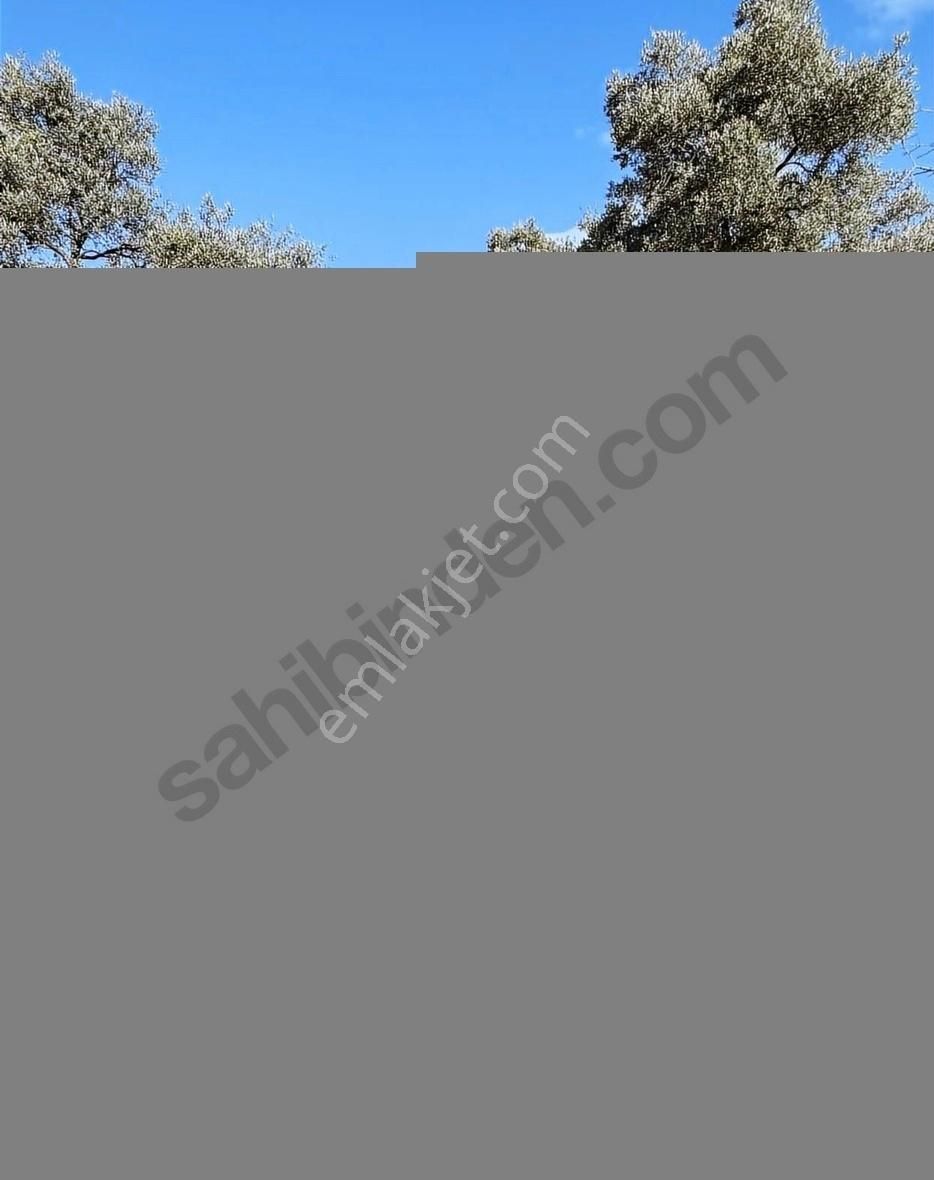 Milas Selimiye'ye 10 Dk Mesafede Tamamı Düzlük Fırsat Arazi - Görsel 30