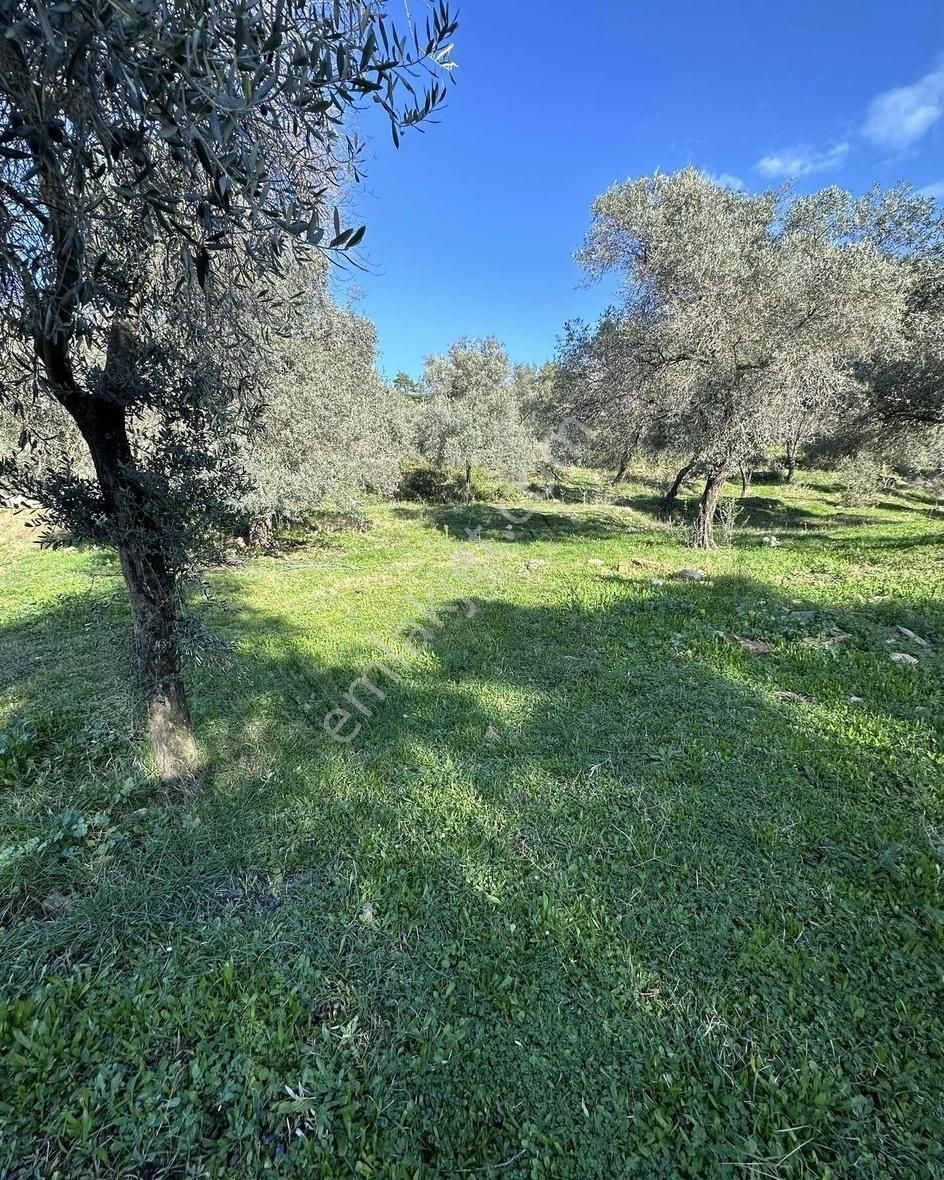 Milas Selimiye'ye 10 Dk Mesafede Tamamı Düzlük Fırsat Arazi - Görsel 23