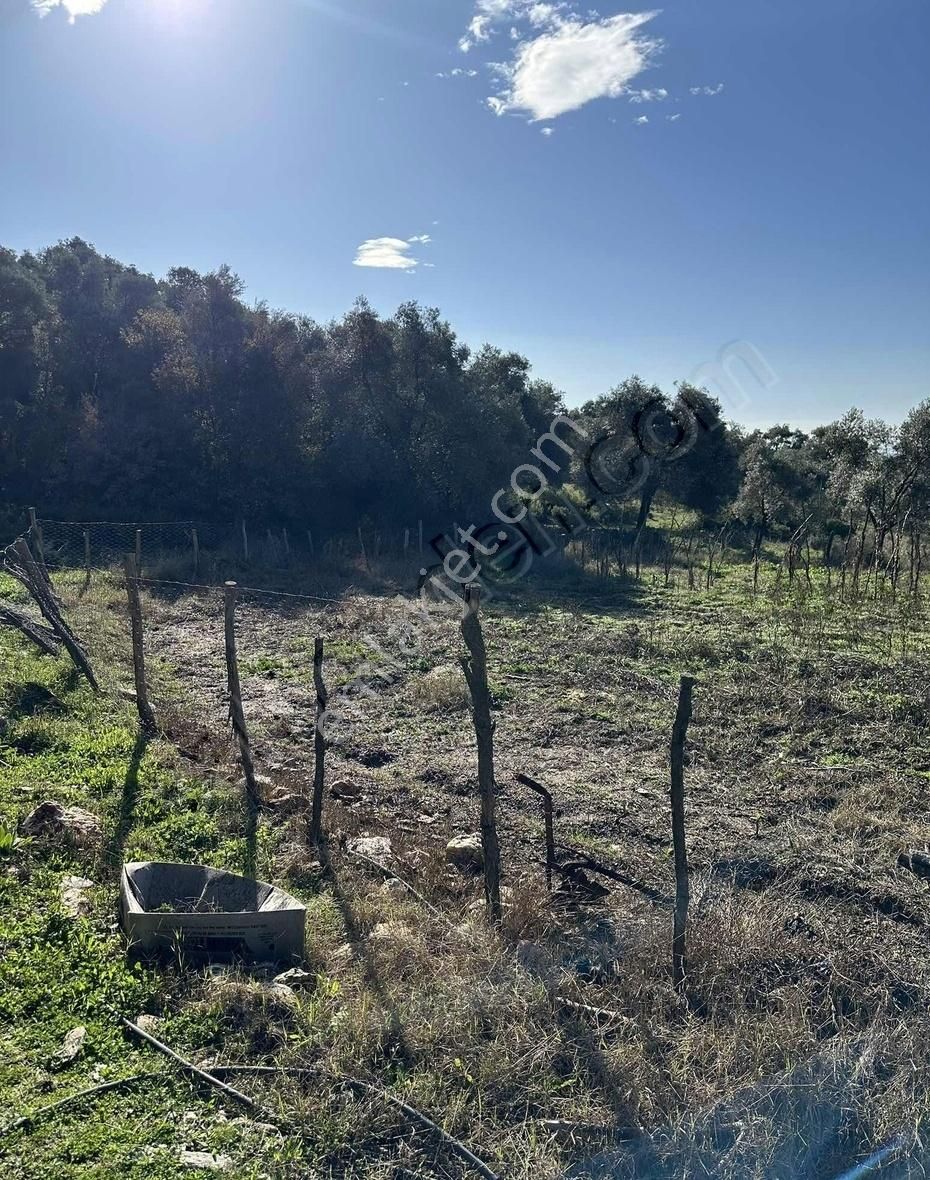 Milas Selimiye'ye 10 Dk Mesafede Tamamı Düzlük Fırsat Arazi - Görsel 9
