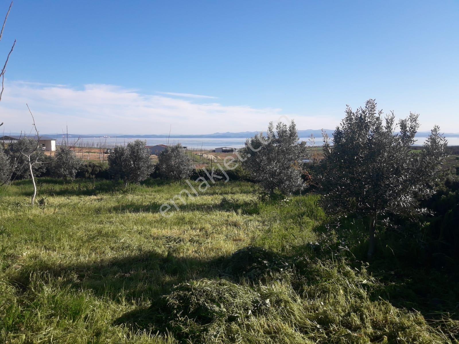 1900 M2 Ceviz Zeytin Ve Meyve Ağaçlar- Elektrik Su - Ev
