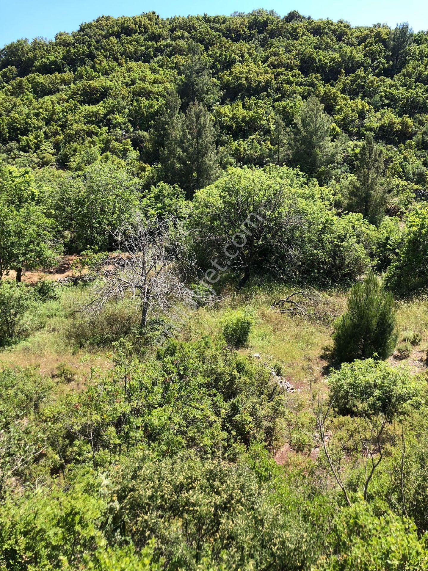 Alanya Mahmutseydi Satılık Tarla 1377 M2 SATILIK  TARLA