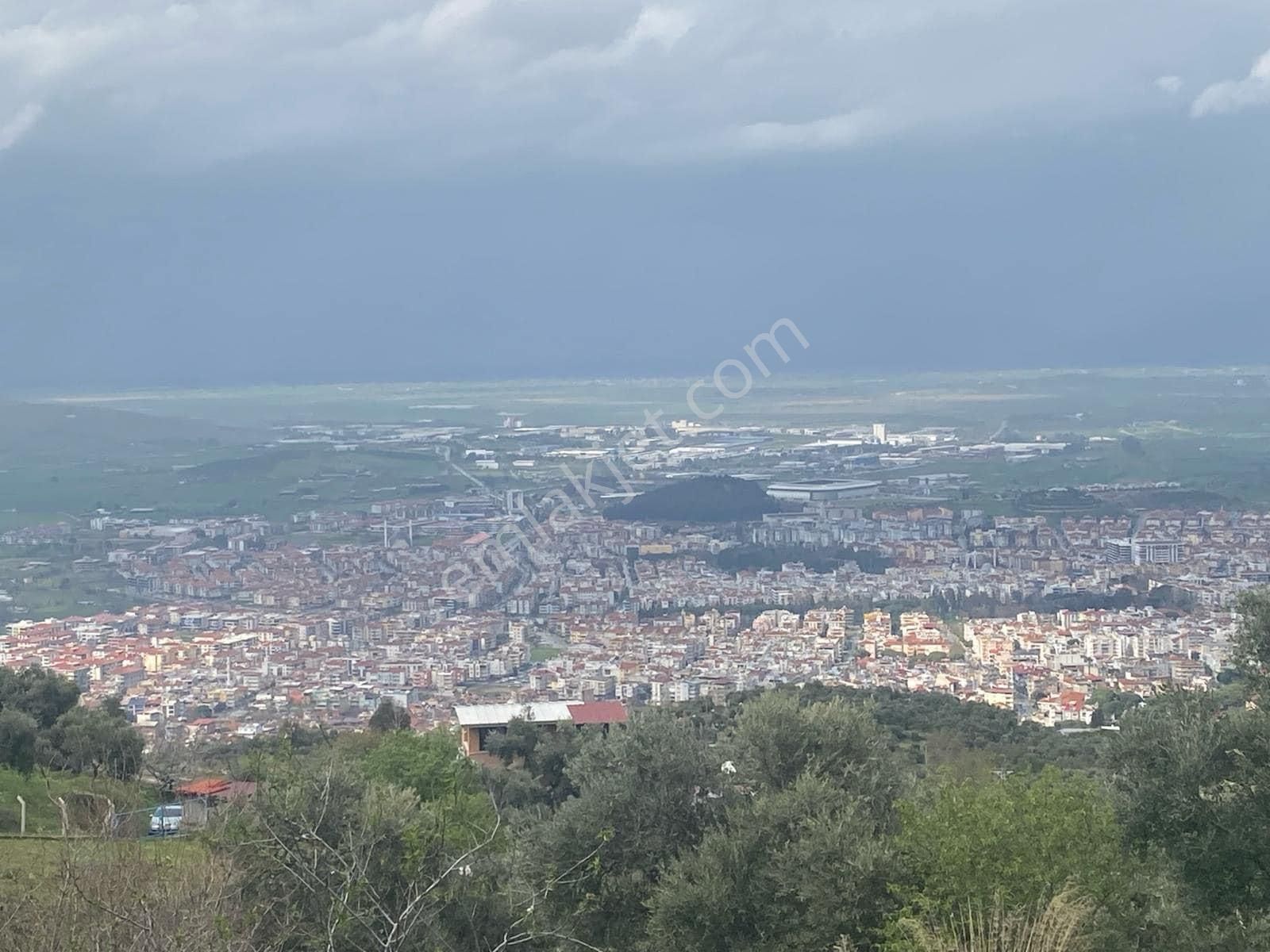 Tire Bahariye Satılık Zeytinlik  Tire manzaralı Bahçemiz Satılıktır