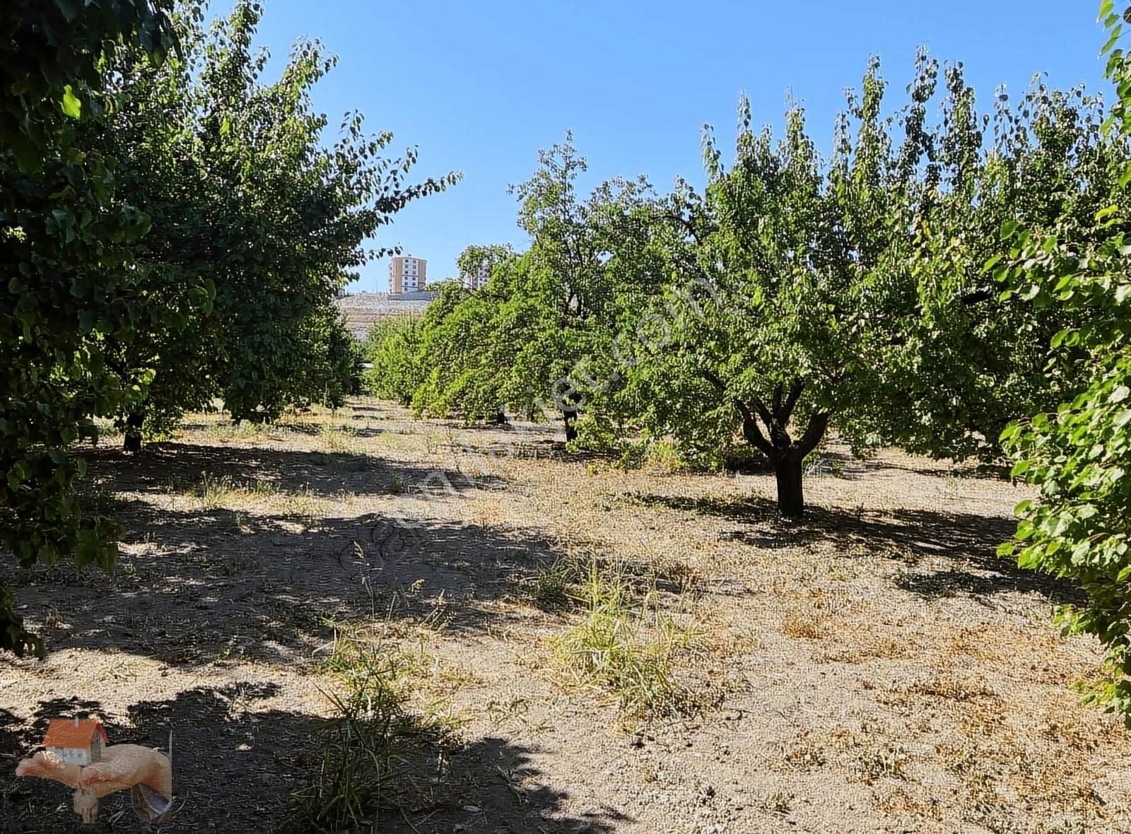 Battalgazi Orduzu Satılık Bağ & Bahçe HARUN EMLAKTAN ORDUZU MAHALLESİNDE MERKEZE YAKIN SULU TARLA