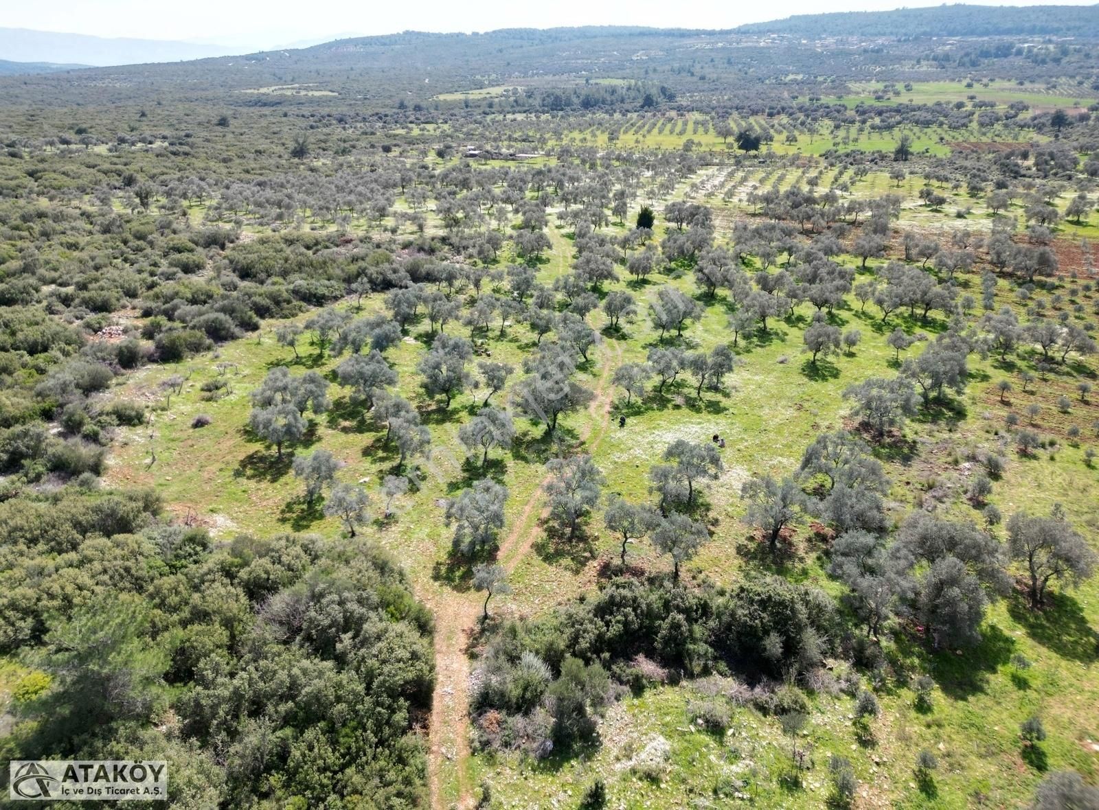 Menderes Gölova Satılık Tarla MENDERES GÖLOVADA DENİZE 7 KM MESAFEDE 4750 M2 TEK TAPU TARLA