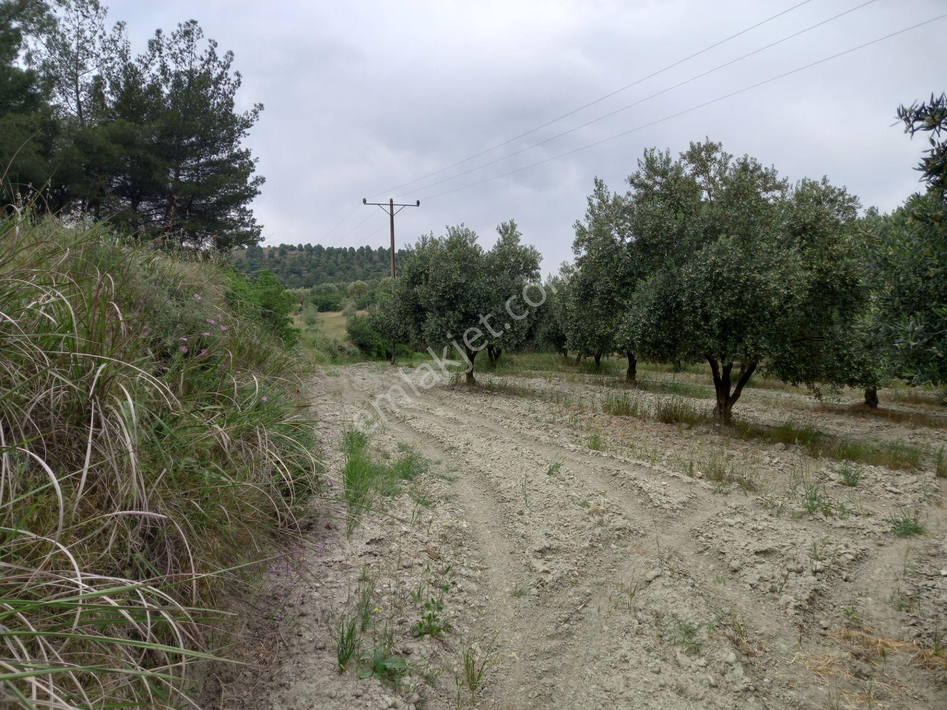 Manisa Saruhanlı Apbak Civarı Satılık Bakımlı Trile Zeytinlik 2.200.000 Tl - Görsel 15