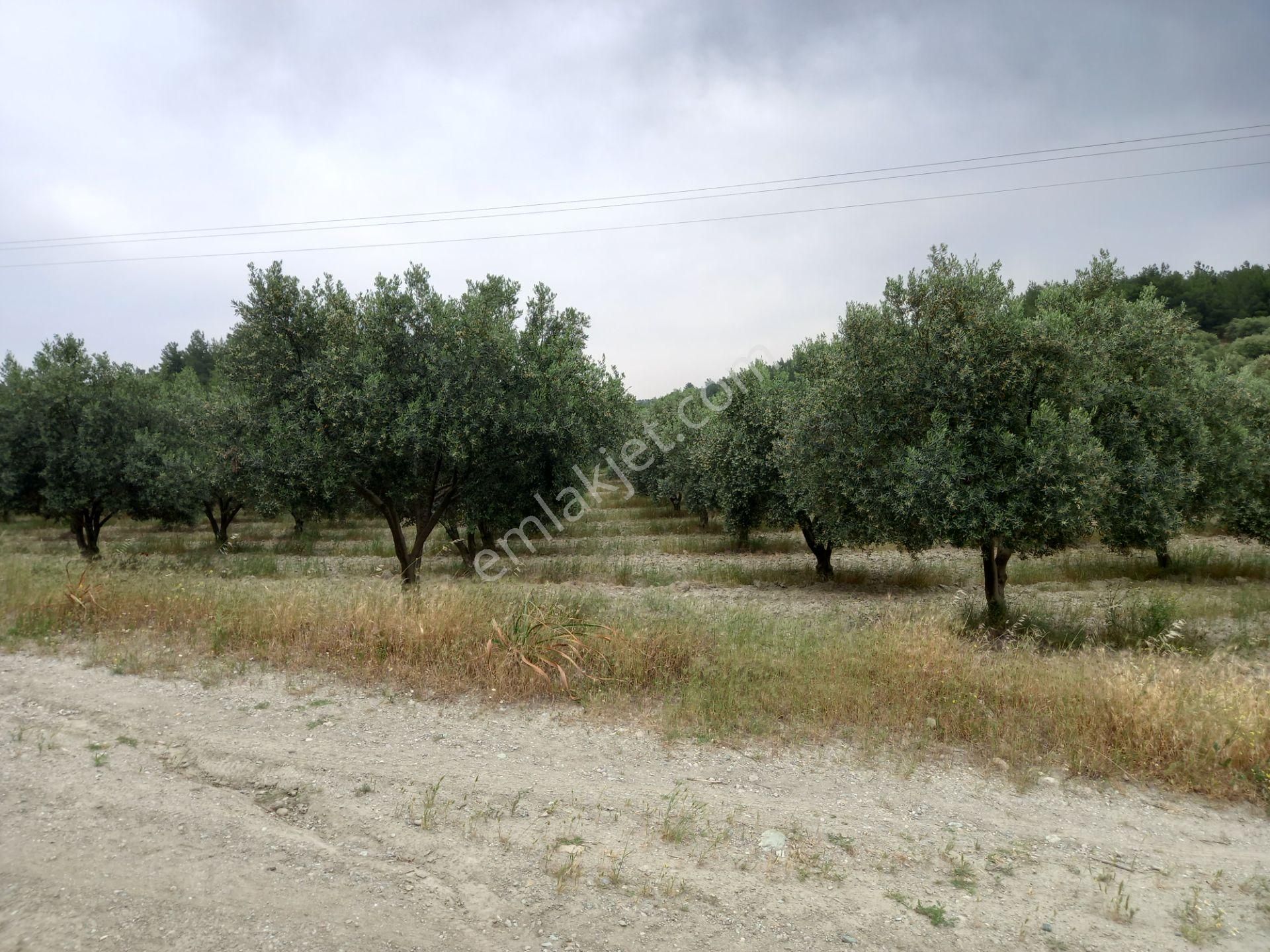 Manisa Saruhanlı Apbak Civarı Satılık Bakımlı Trile Zeytinlik 2.200.000 Tl - Görsel 4