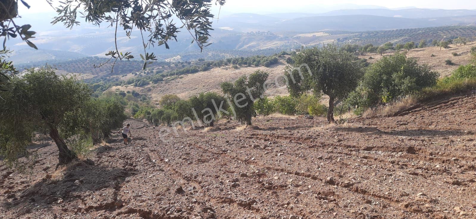 Musabeyli Hüseyinoğlu Köyü Satılık Bağ & Bahçe Musabeyli de Zeytin ve Fıstık Ağaçlı 11.198 m2 Kupon Arazi