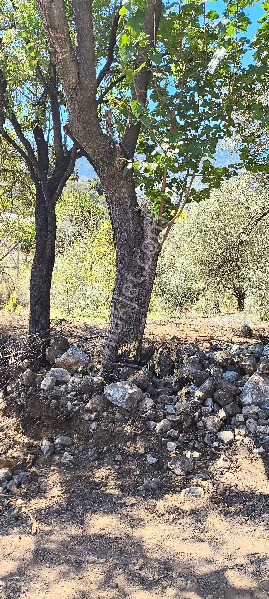 Kumluca Yazır Satılık Tarla TRUVA EMLAK TAN ANTALYA KUMLUCA YAZIR DA SATILIK ARSA 