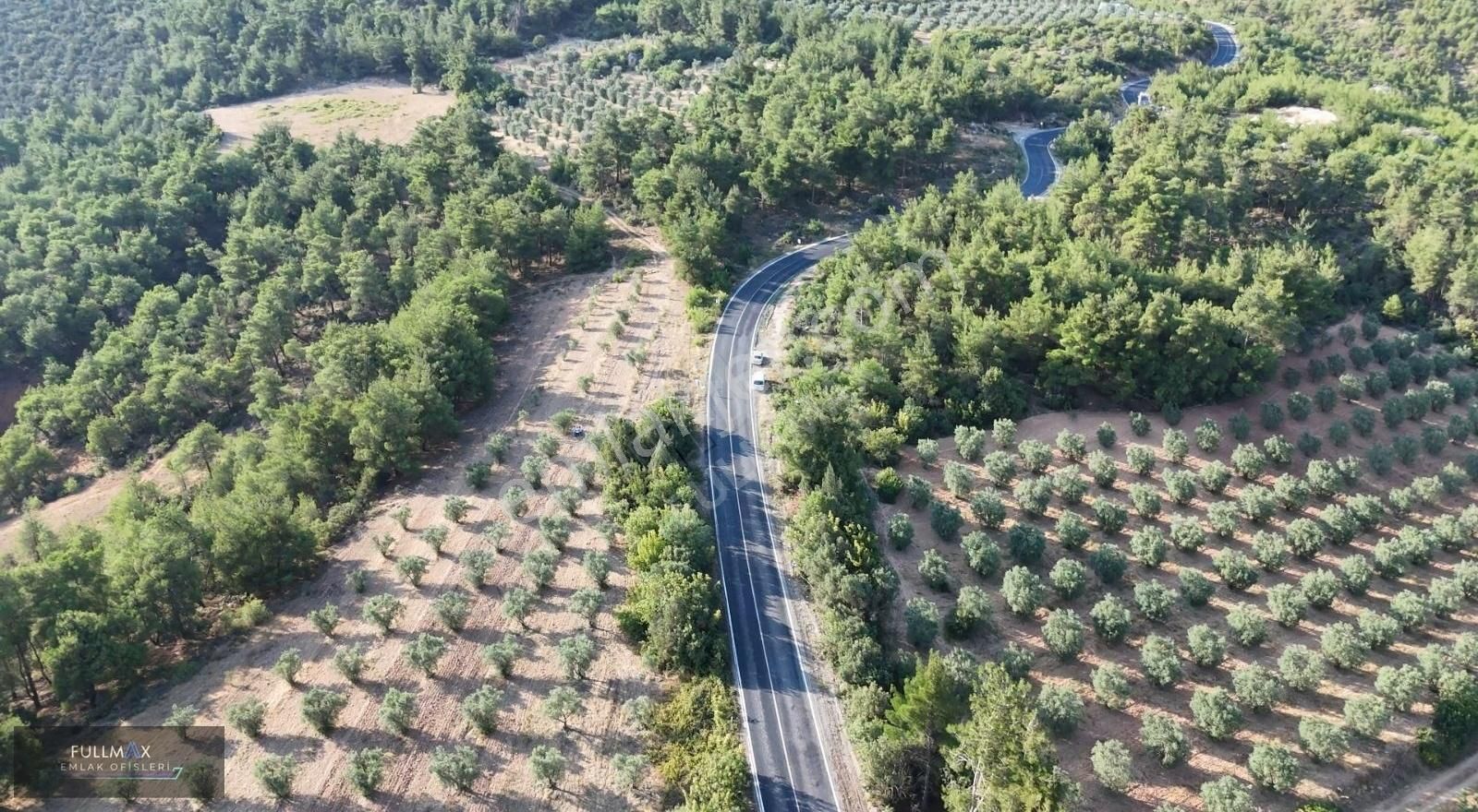 Osmaneli Düzmeşe Köyü Satılık Tarla İznik Osmaneli Anayol'da Zeytinlik Dron Cekimi Var