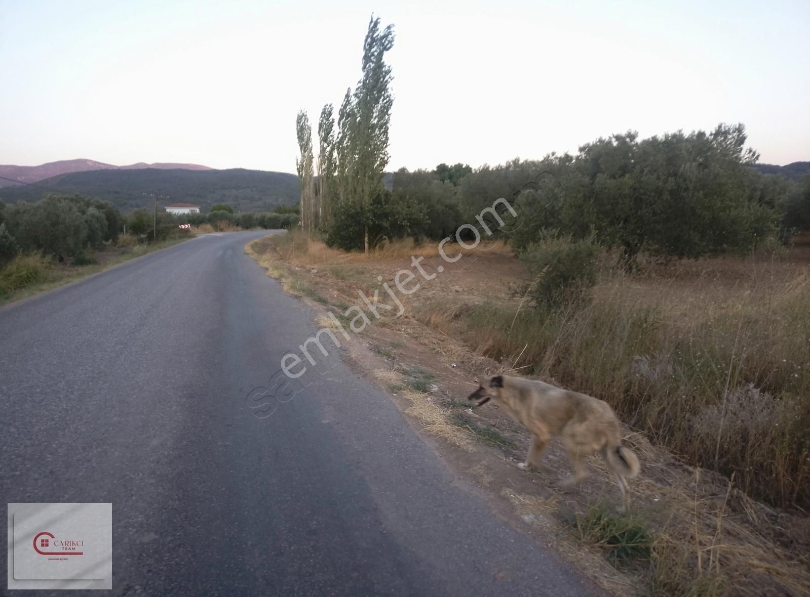 Akhisar Yenice Satılık Tarla Yeniceköy Mah. Satılık Yazlık Yapımına Uygun Yola Sıfır Arsa