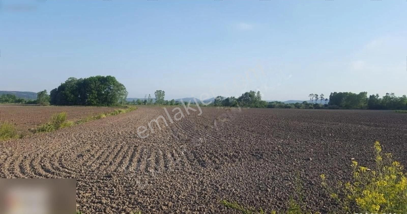 Söğütlü Orta Satılık Tarla Söğütlü De 60 Dönüm Tek Parça Tarım Arazisi