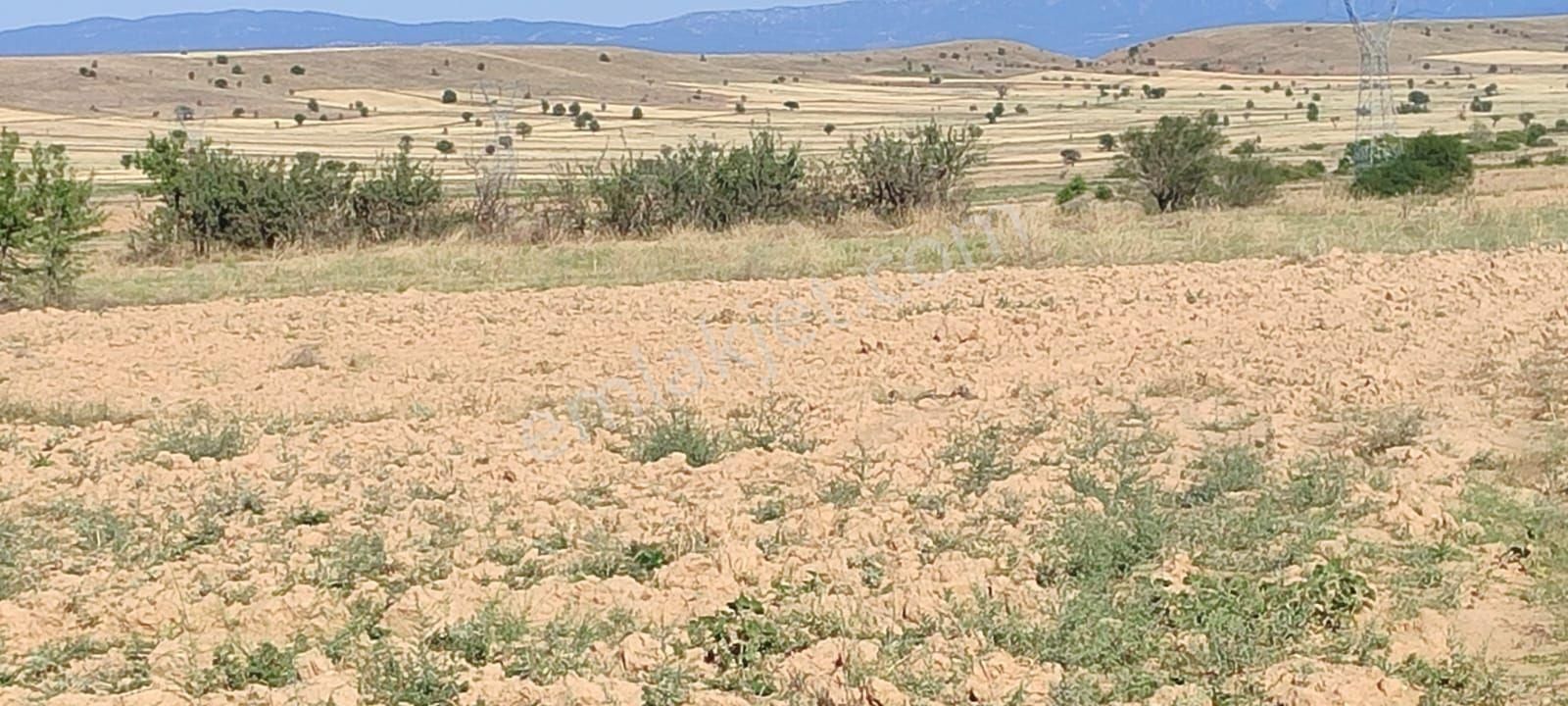 Dazkırı Yukarıyenice Köyü Satılık Tarla satılık tarla