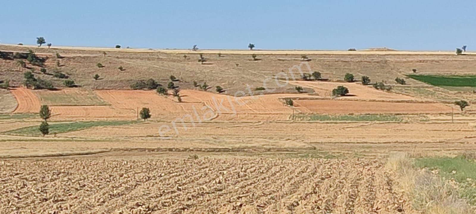 Dazkırı Yukarıyenice Köyü Satılık Tarla Satılık tarla Resmi yol