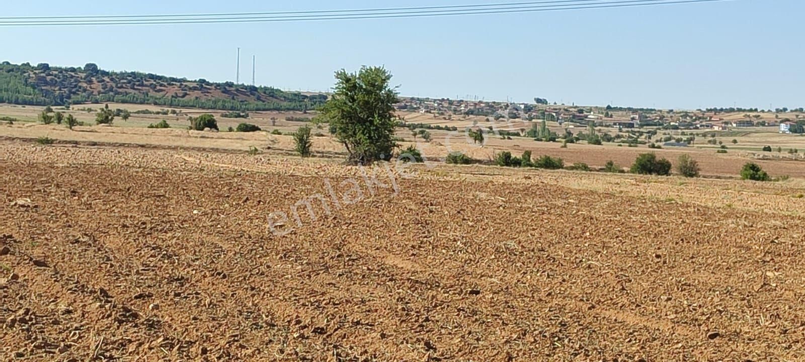 Dazkırı Yukarıyenice Köyü Satılık Tarla Satılık tarla Afyonkarahisar Dazkırı yukarı Yenice Köyü