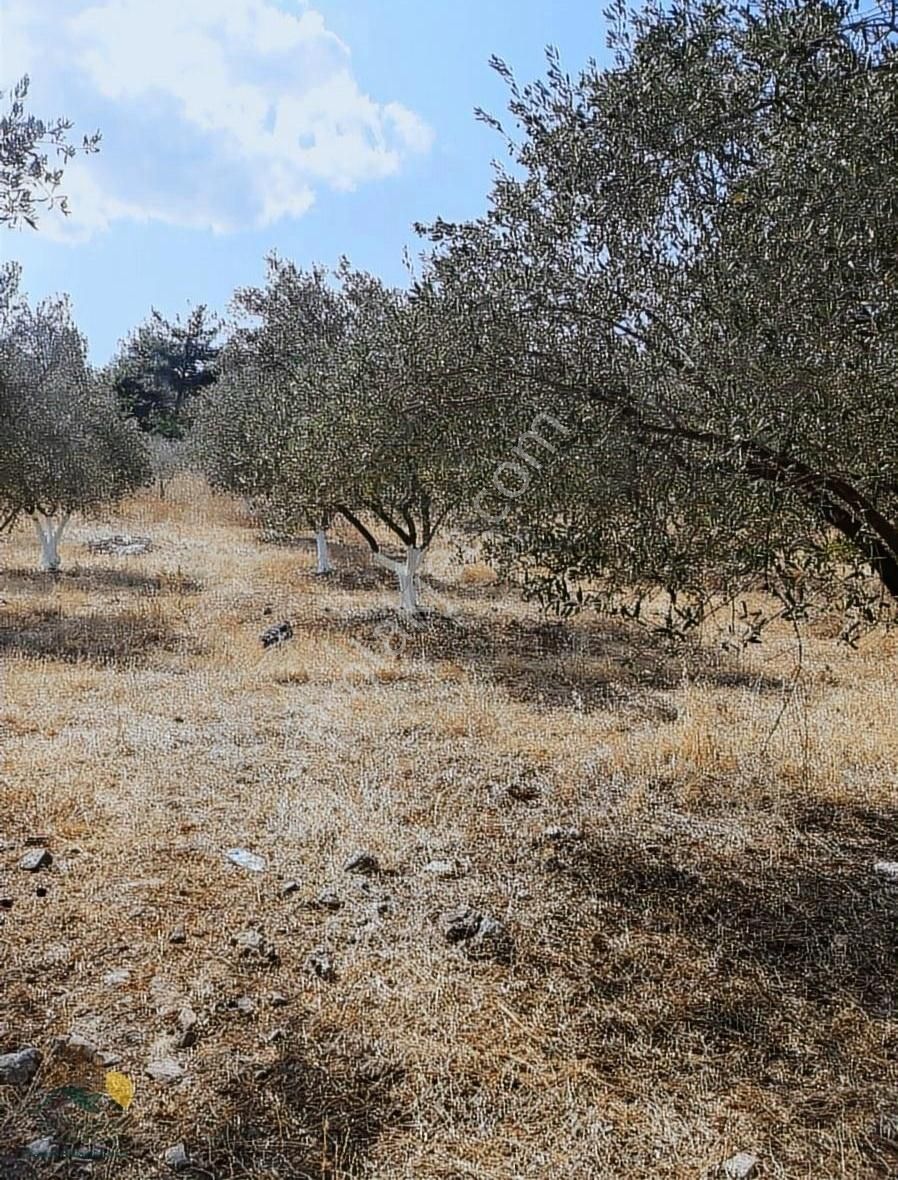 Pamukova Ahılar Satılık Bağ & Bahçe Pamukova Ahılar Mahallesinde 3080 M2 Bakımlı Yetişkin Zeytinlik.