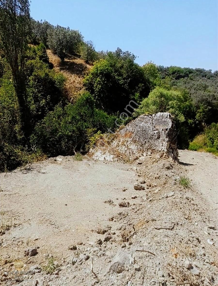 İznik Göllüce Satılık Zeytinlik GÖL MANZARALI HOBİ BAHÇESİ