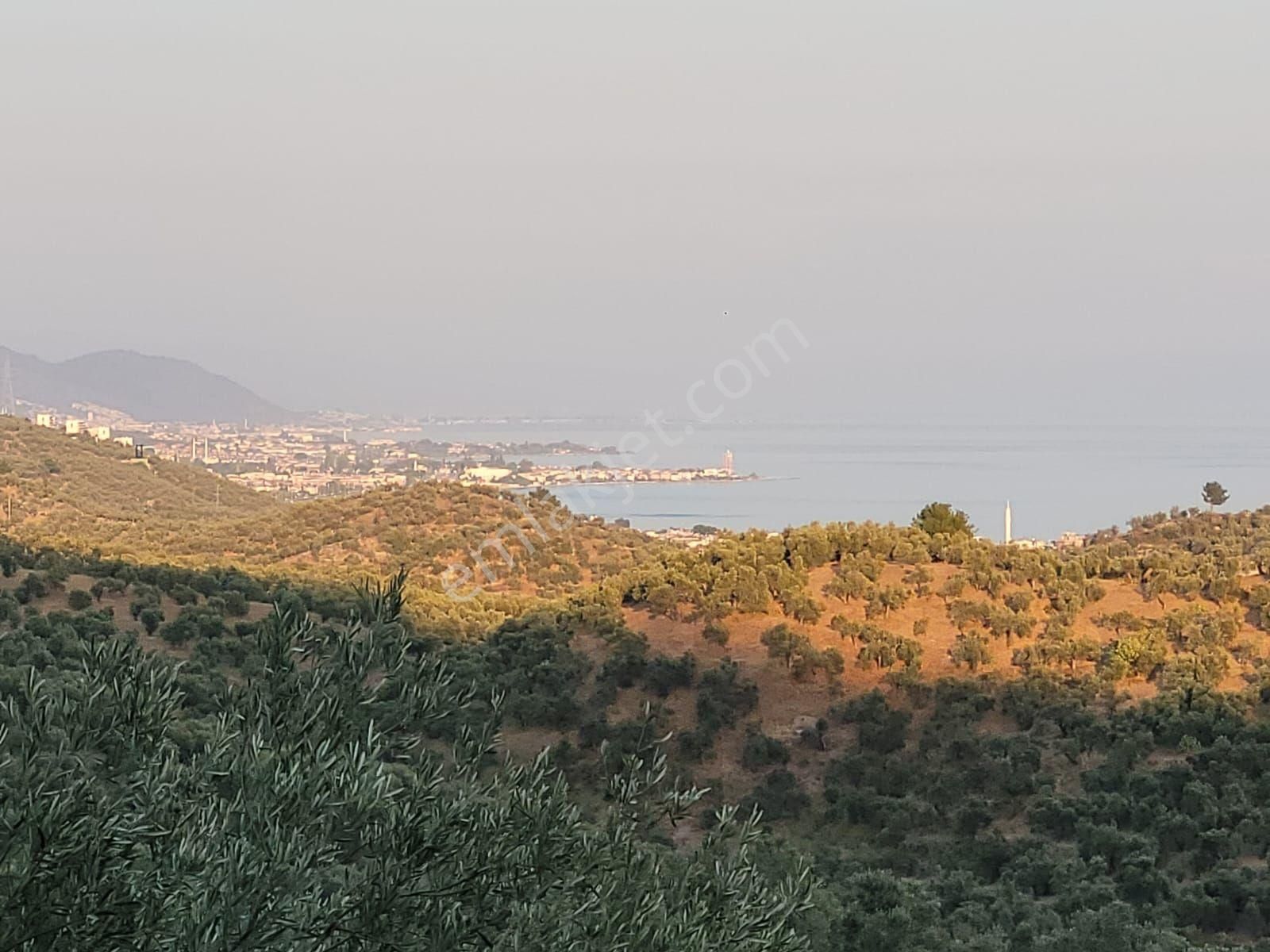 Ayvacık Yeşilyurt Köyü Satılık Zeytinlik CANAKKALE AYVACIK YEŞİLYURT KÖYÜNDE ZEYTİNLİK DENİZE MANZARASI FUL KÜCÜKKUYUYA 2 KİLOMETRE 