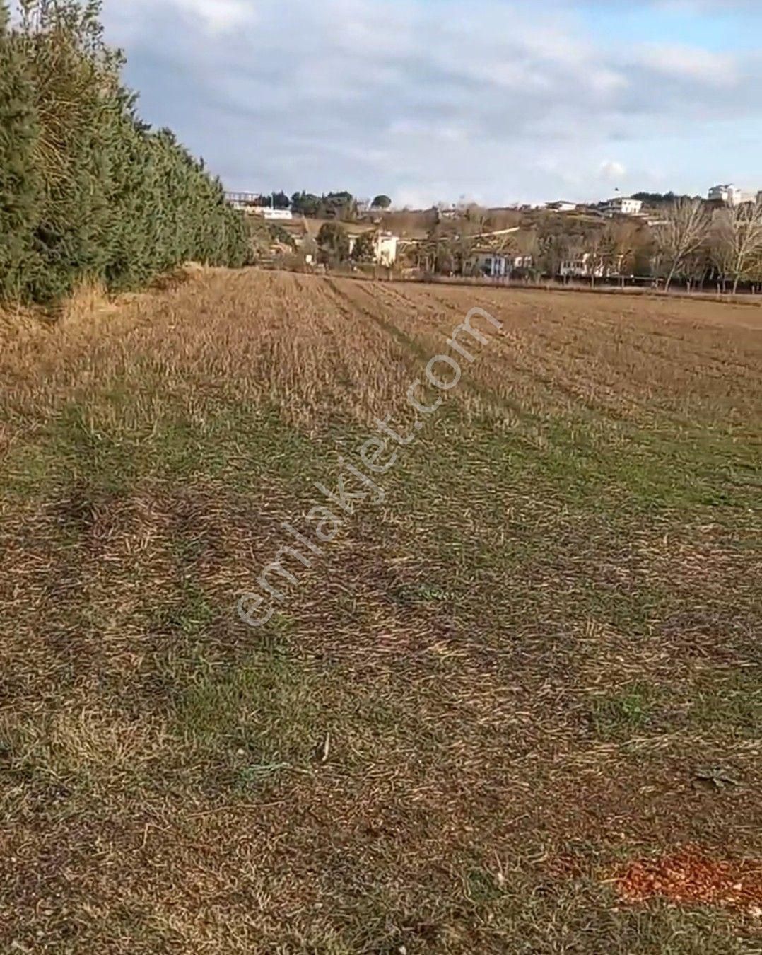 Çatalca Gökçeali Satılık Tarla Catalca Gökçeali 6500m² Tek Tapu Vılla Bolgesınde Satılık Arazı