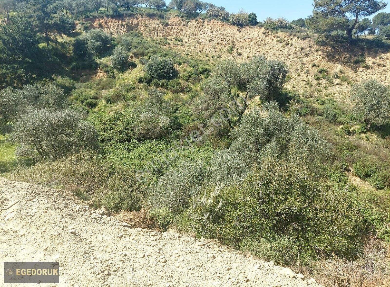 Kemalpaşa Armutlu Üstünde Vadideki Zeytinli Bağ - Görsel 30