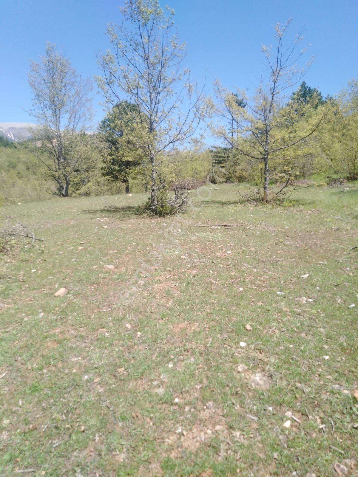 Saltoğlu’ndan Dağdibin De Tarla - Görsel 5