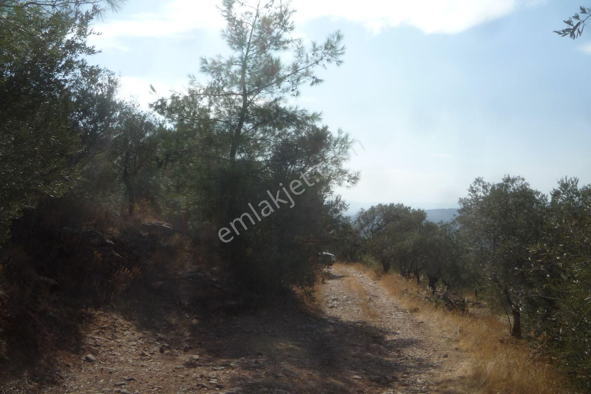 İzmir Torbalı Gold Emlaktan Satılık Zeytinlik