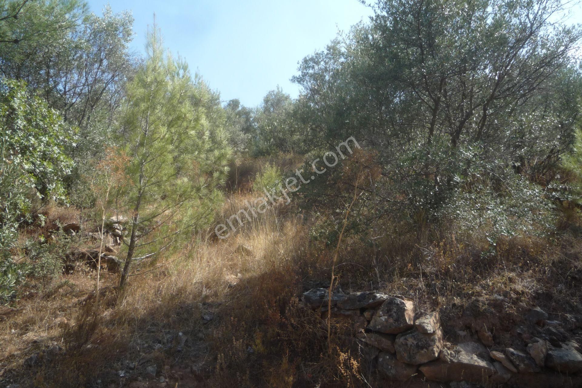 İzmir Torbalı Gold Emlaktan Satılık Zeytinlik - Görsel 8