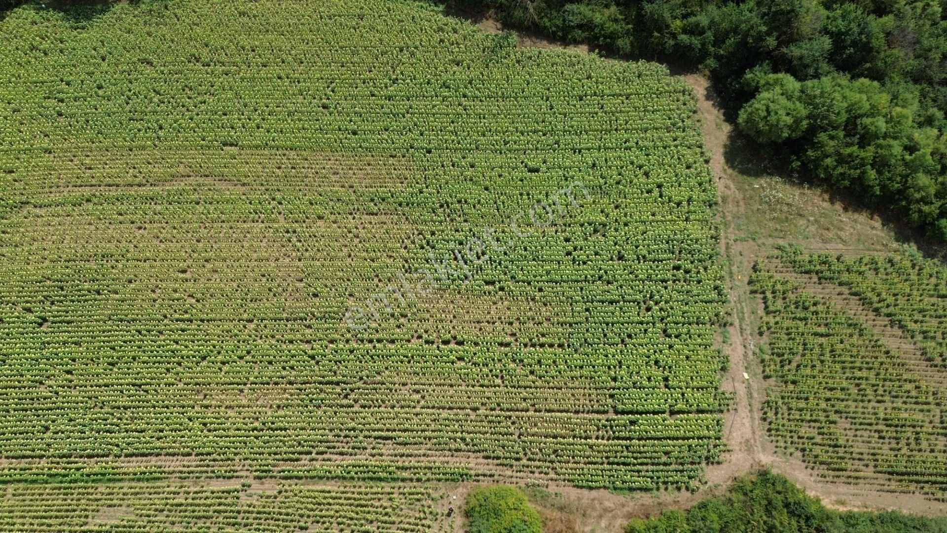 Akbey Gayrimenkul'den Hobi Ve Yatırım Amaçlı Harika Konumda Tarla - Görsel 3