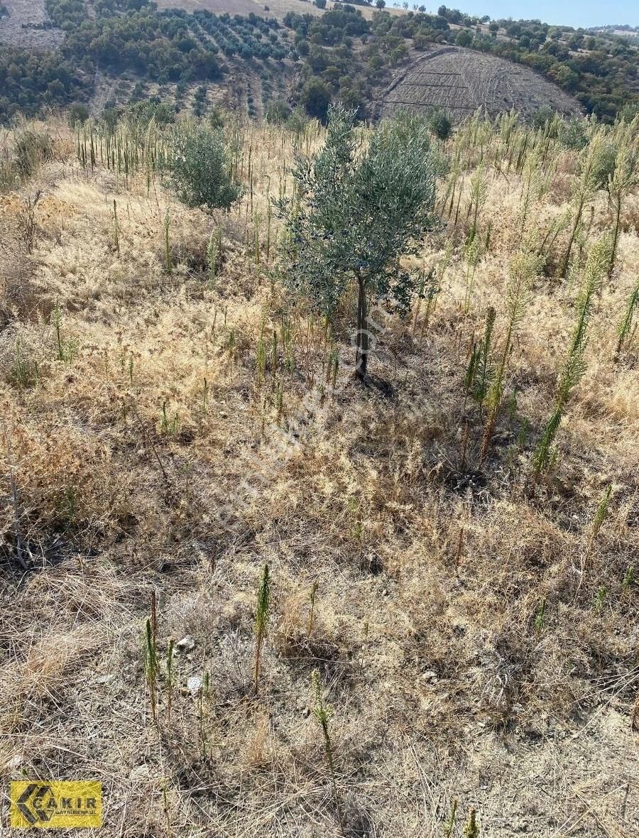 Köprübaşı Kavakyeri Satılık Tarla Satılık Tarla,Manisa İli,Köprübaşı İlçesi,Kavakyeri Mahallesinde