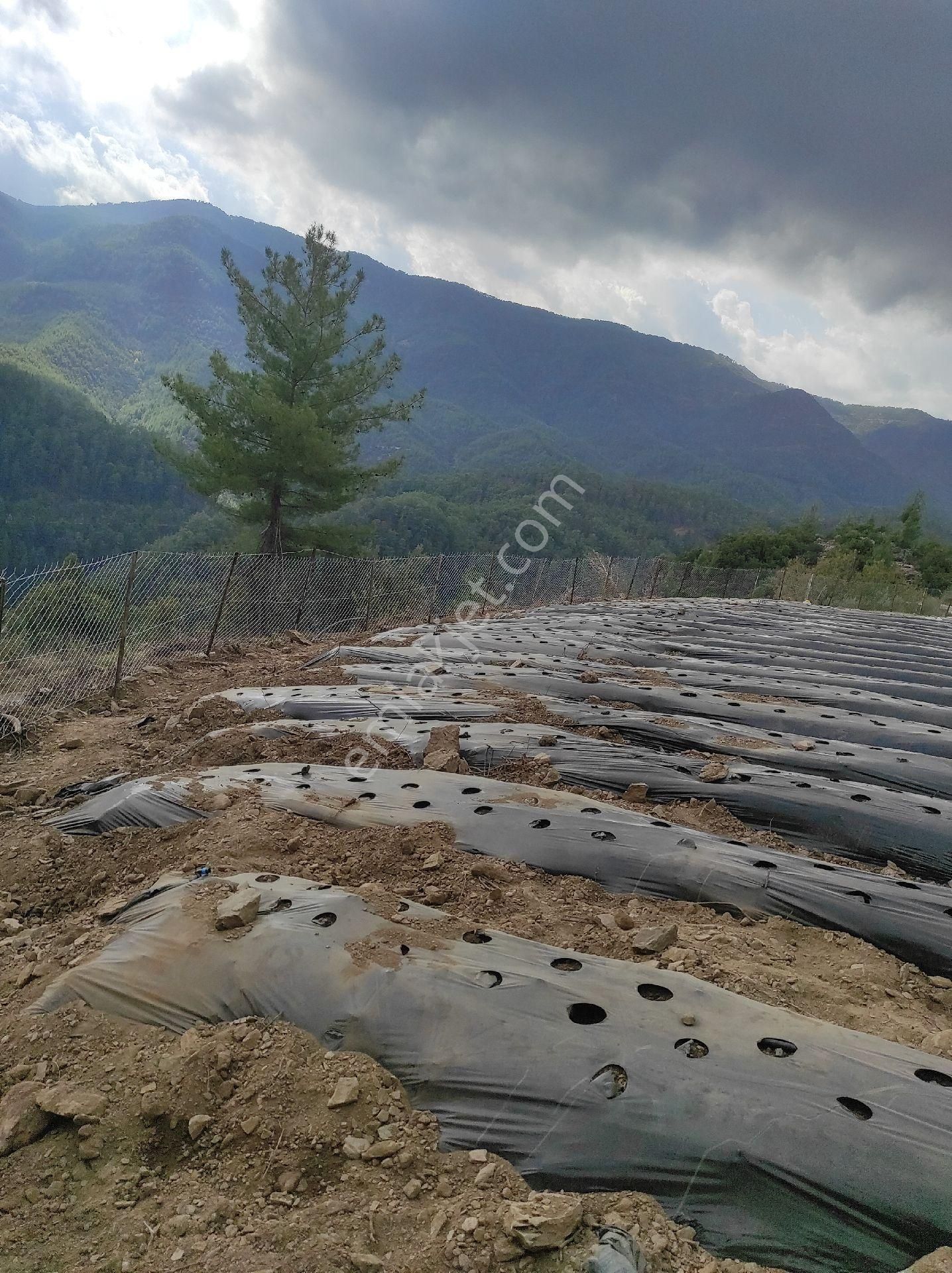 Müstakil Tapu 8155metre - Görsel 19