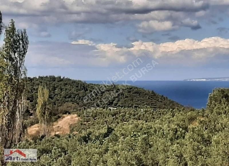 Mudanya Altıntaş Satılık Tarla MUDANYA ALTINTAS DENIZ MANZARALI ASFALT CEPHE IMAR SINIRINDA