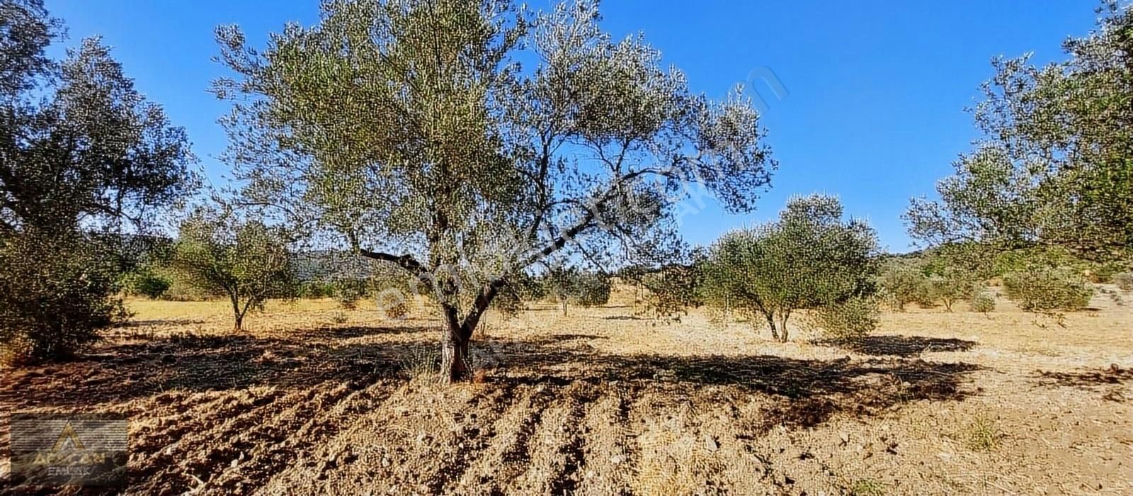 Bergama Koyuneli Satılık Zeytinlik AFACAN dan Koyuneli de Asfalta Yakın Satılık Bakımlı Zeytinlik