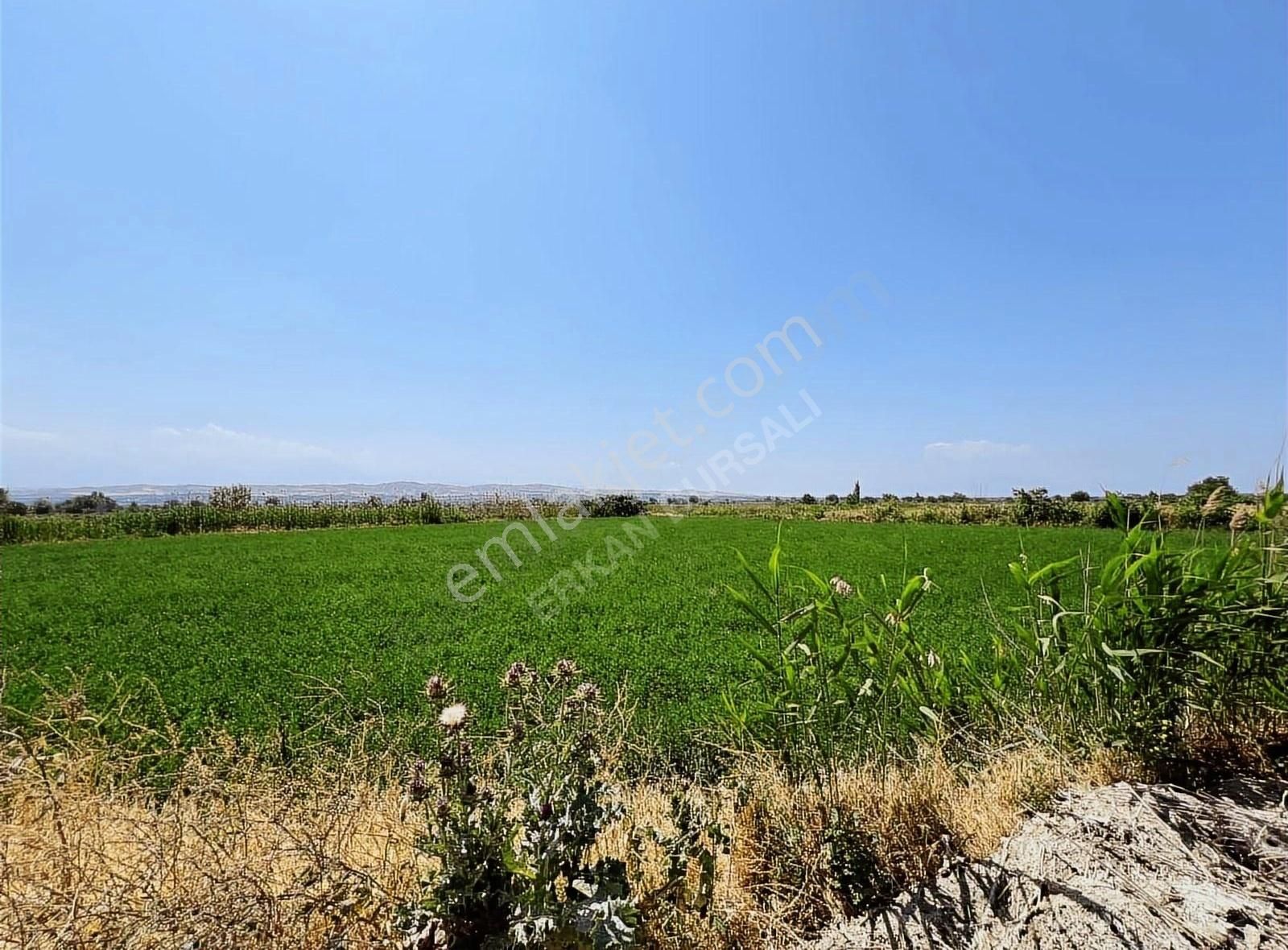 Pamukkale Yeniköy Satılık Tarla Pamukkale Yeniköy Ana Yola Paralel Cepheli 2981 m2 SATILIK Arazi