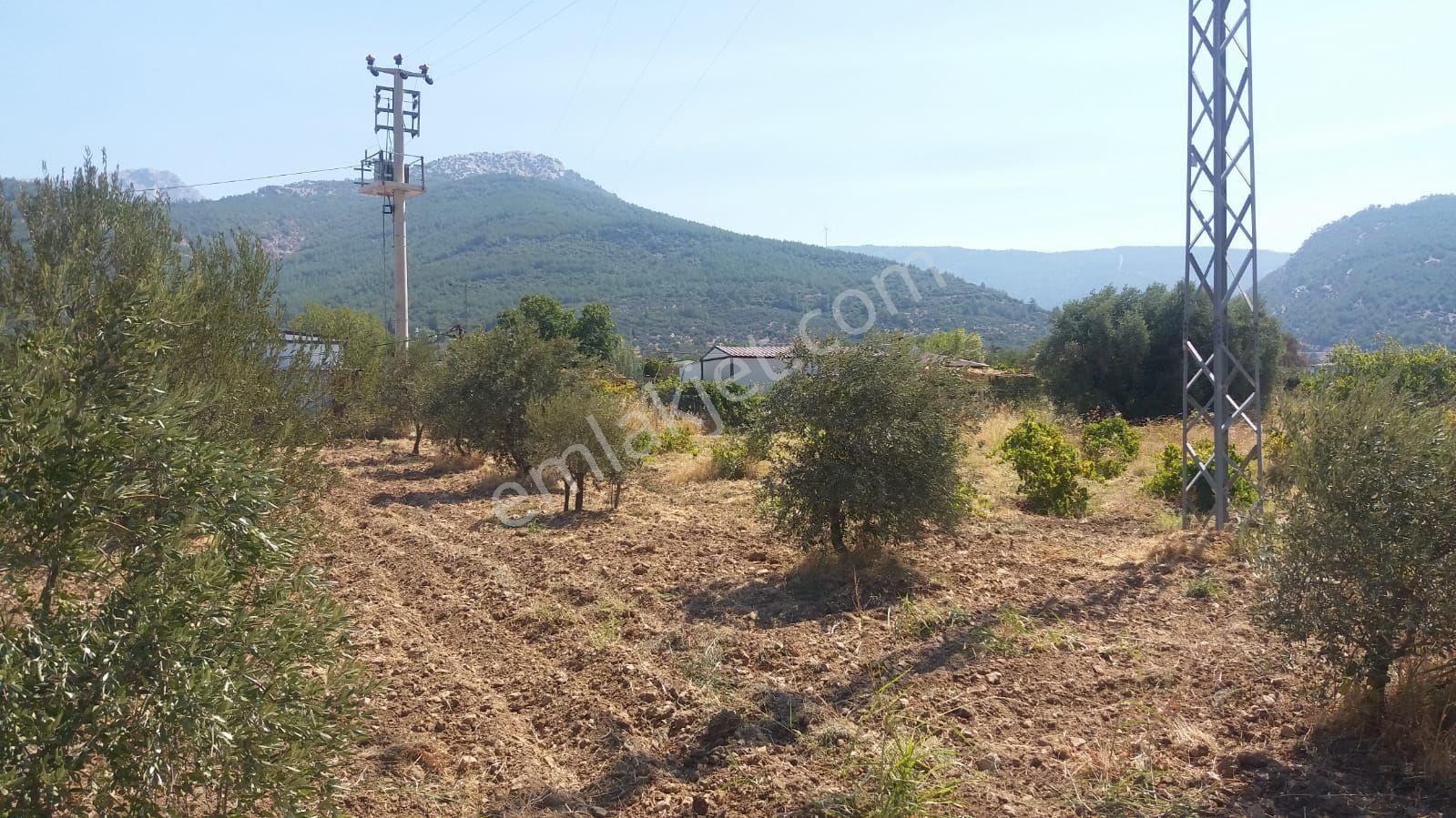 Kemalpaşa Gökyaka Da Tapulu Zeytin Ağaçlı Muhtesem Arazi - Görsel 11
