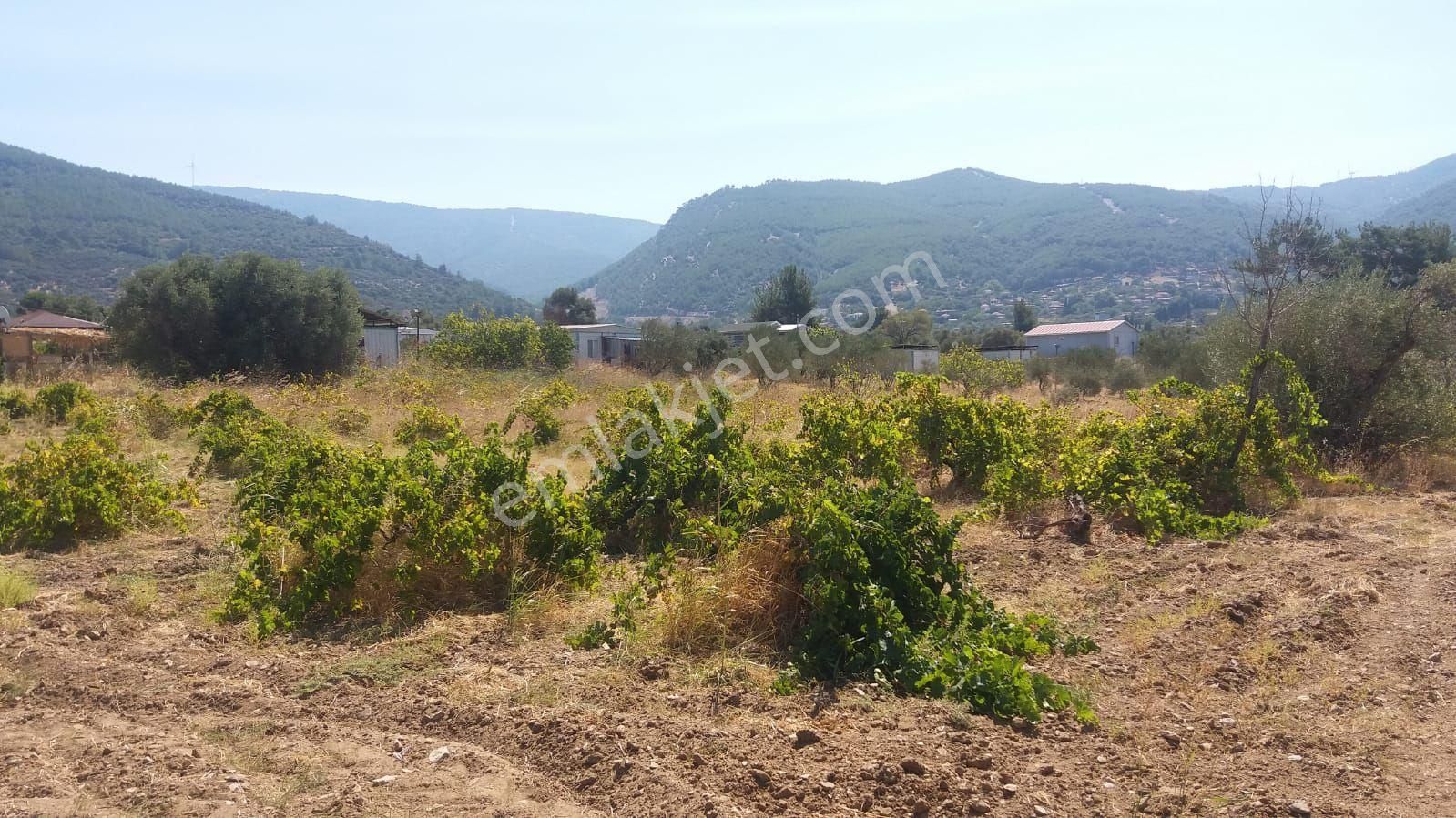 Kemalpaşa Gökyaka Da Tapulu Zeytin Ağaçlı Muhtesem Arazi - Görsel 5