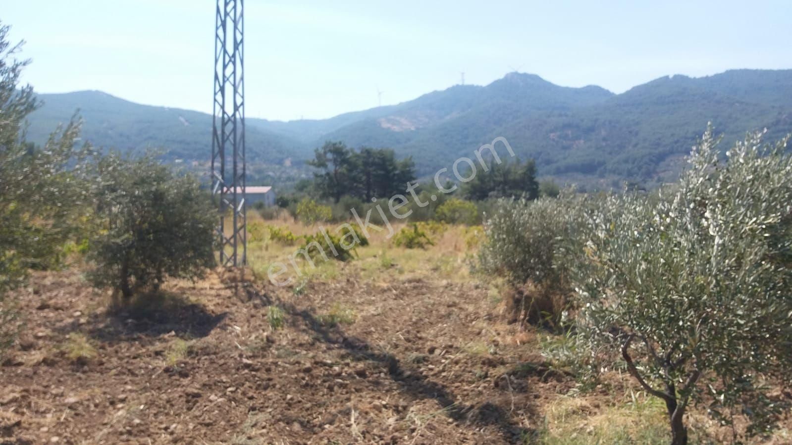 Kemalpaşa Gökyaka Da Tapulu Zeytin Ağaçlı Muhtesem Arazi - Görsel 2