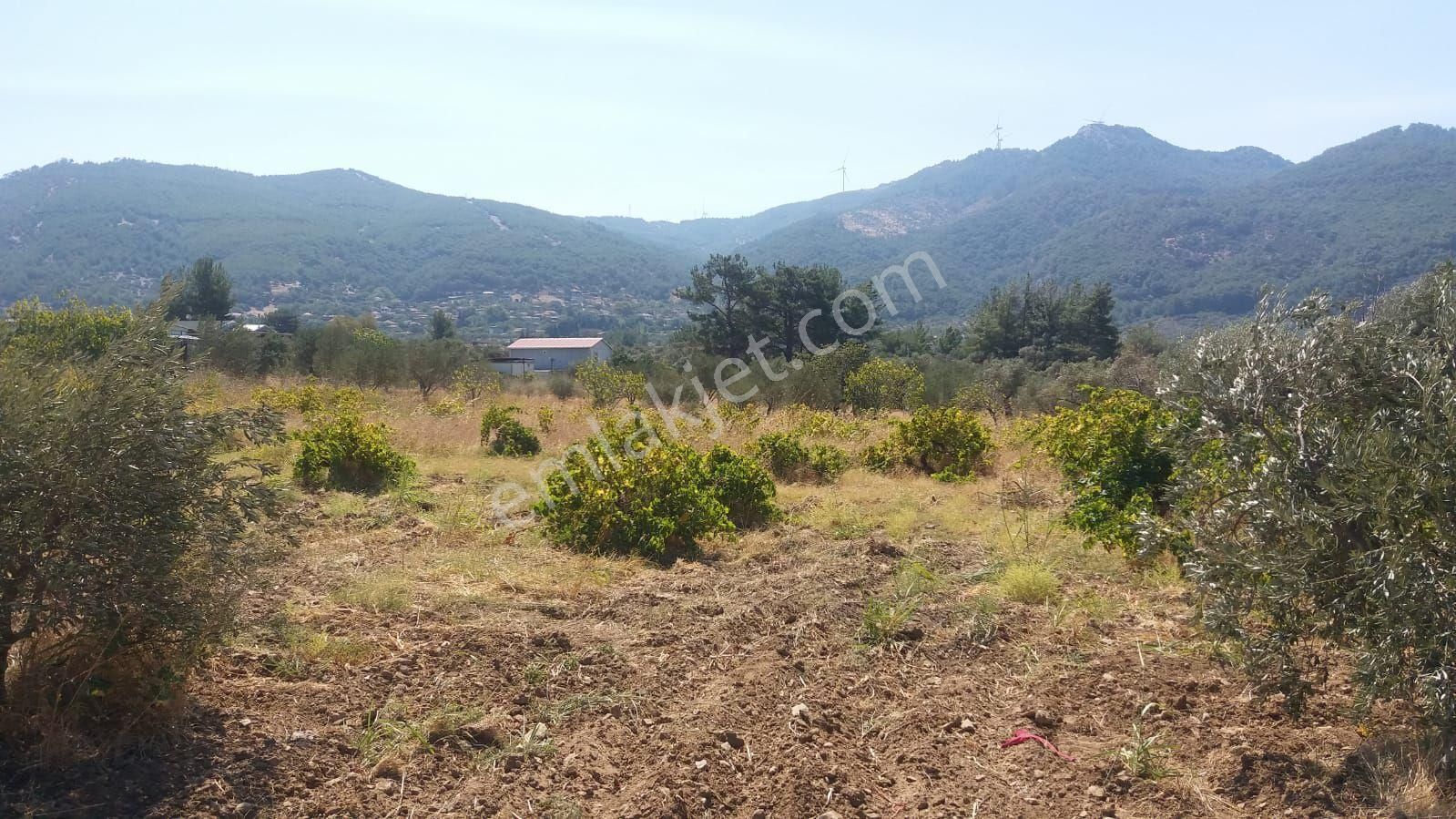 Kemalpaşa Gökyaka Da Tapulu Zeytin Ağaçlı Muhtesem Arazi - Görsel 4