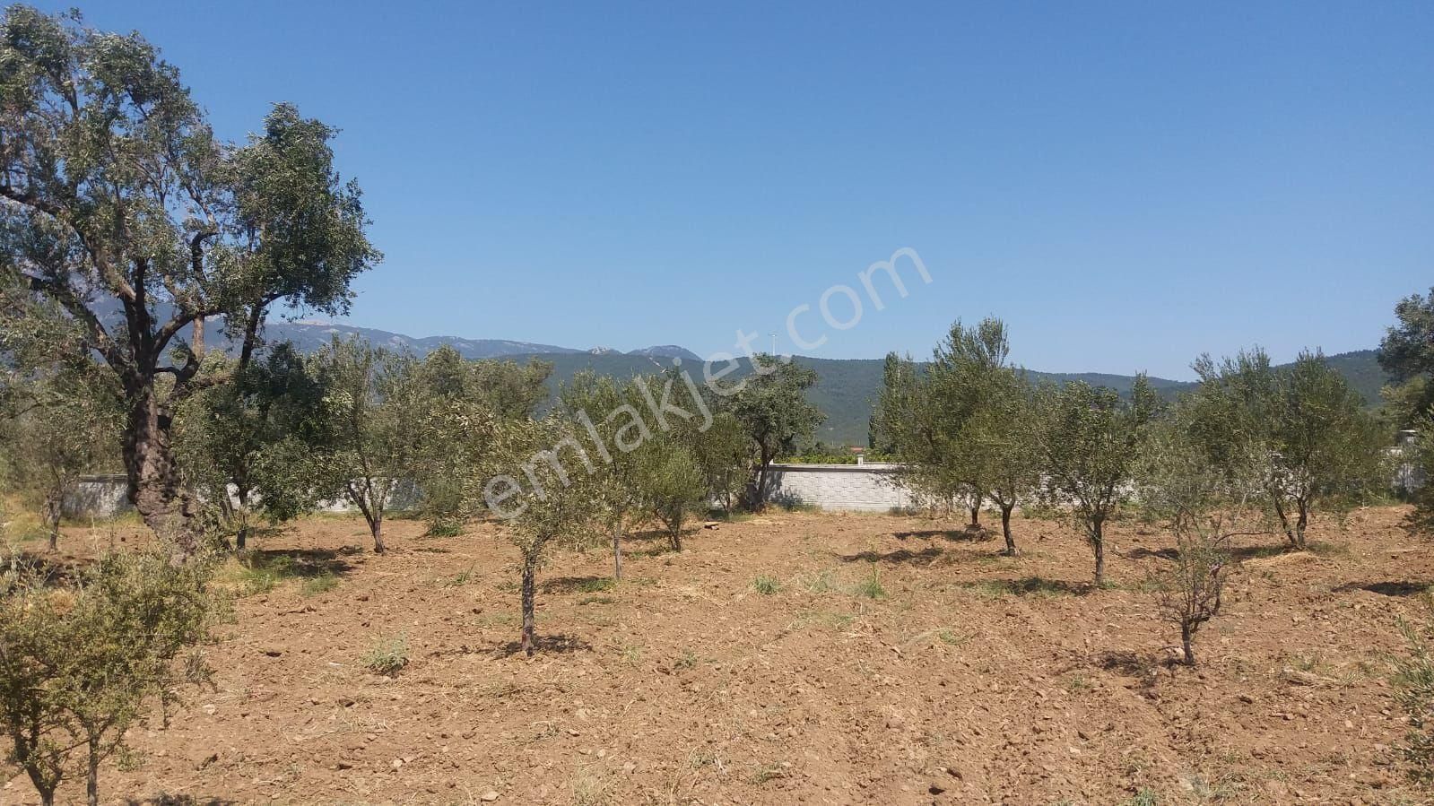 Kemalpaşa Gökyaka Da Tapulu Zeytin Ağaçlı Muhtesem Arazi - Görsel 8