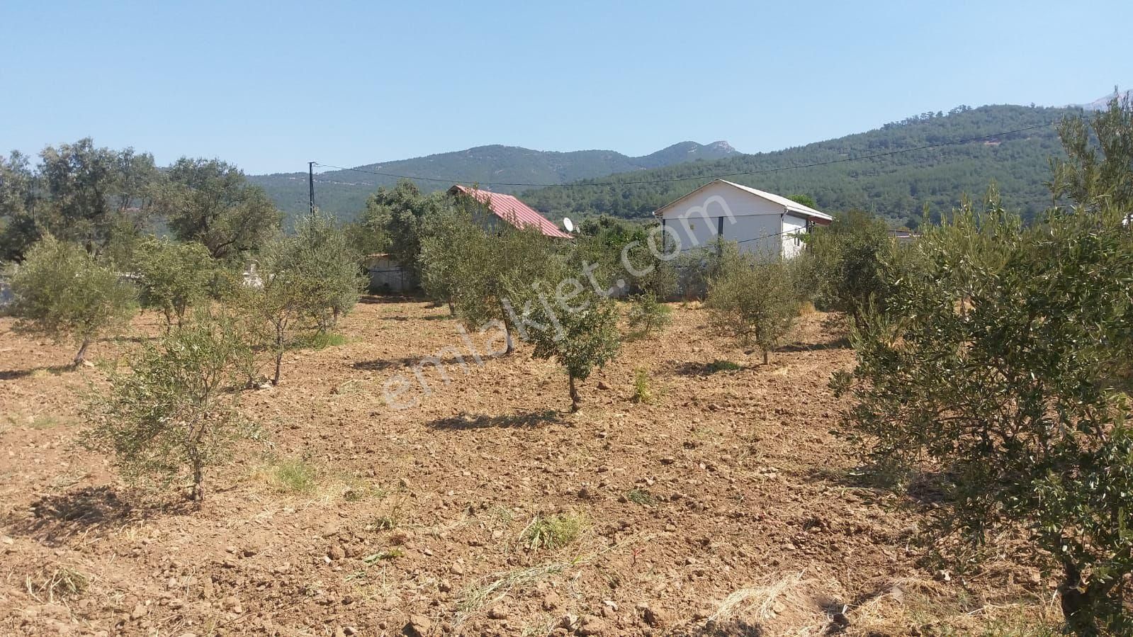 Kemalpaşa Gökyaka Da Tapulu Zeytin Ağaçlı Muhtesem Arazi - Görsel 12