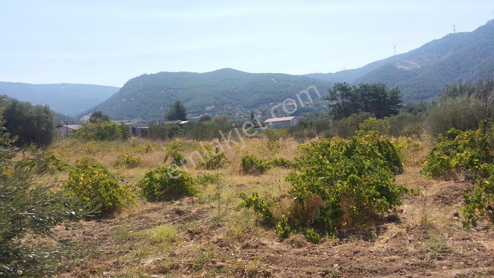 Kemalpaşa Gökyaka Da Tapulu Zeytin Ağaçlı Muhtesem Arazi - Görsel 3