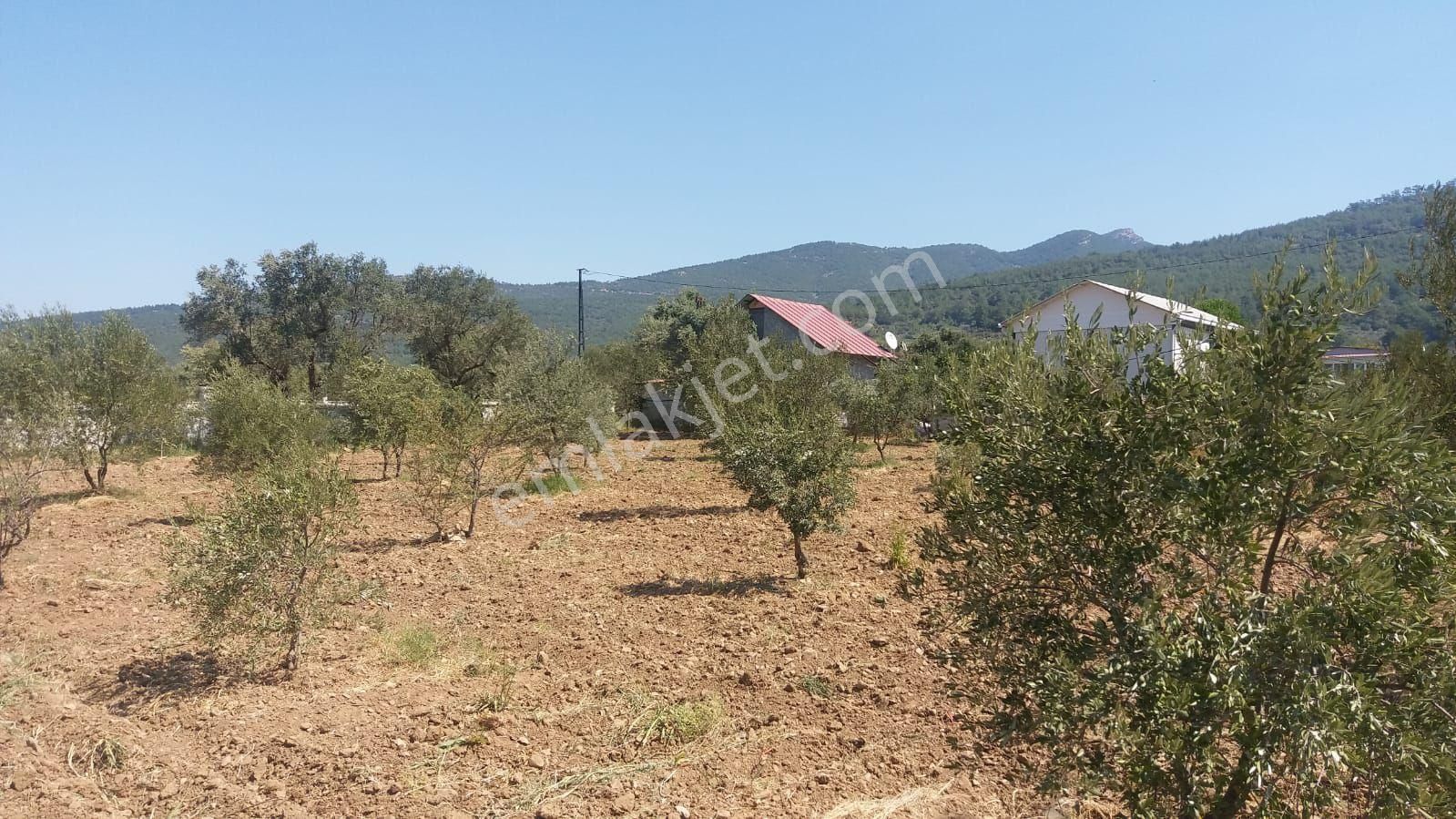 Kemalpaşa Gökyaka Da Tapulu Zeytin Ağaçlı Muhtesem Arazi - Görsel 10