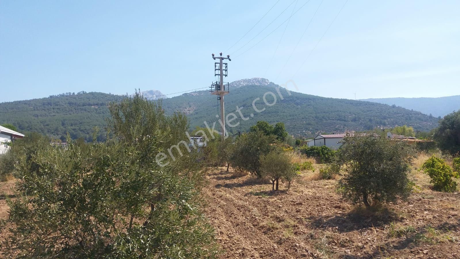Kemalpaşa Gökyaka Da Tapulu Zeytin Ağaçlı Muhtesem Arazi - Görsel 9