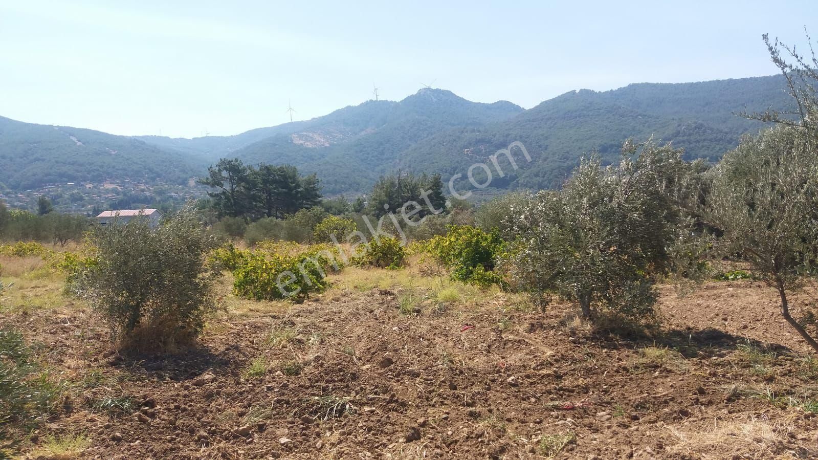 Kemalpaşa Gökyaka Da Tapulu Zeytin Ağaçlı Muhtesem Arazi - Görsel 6