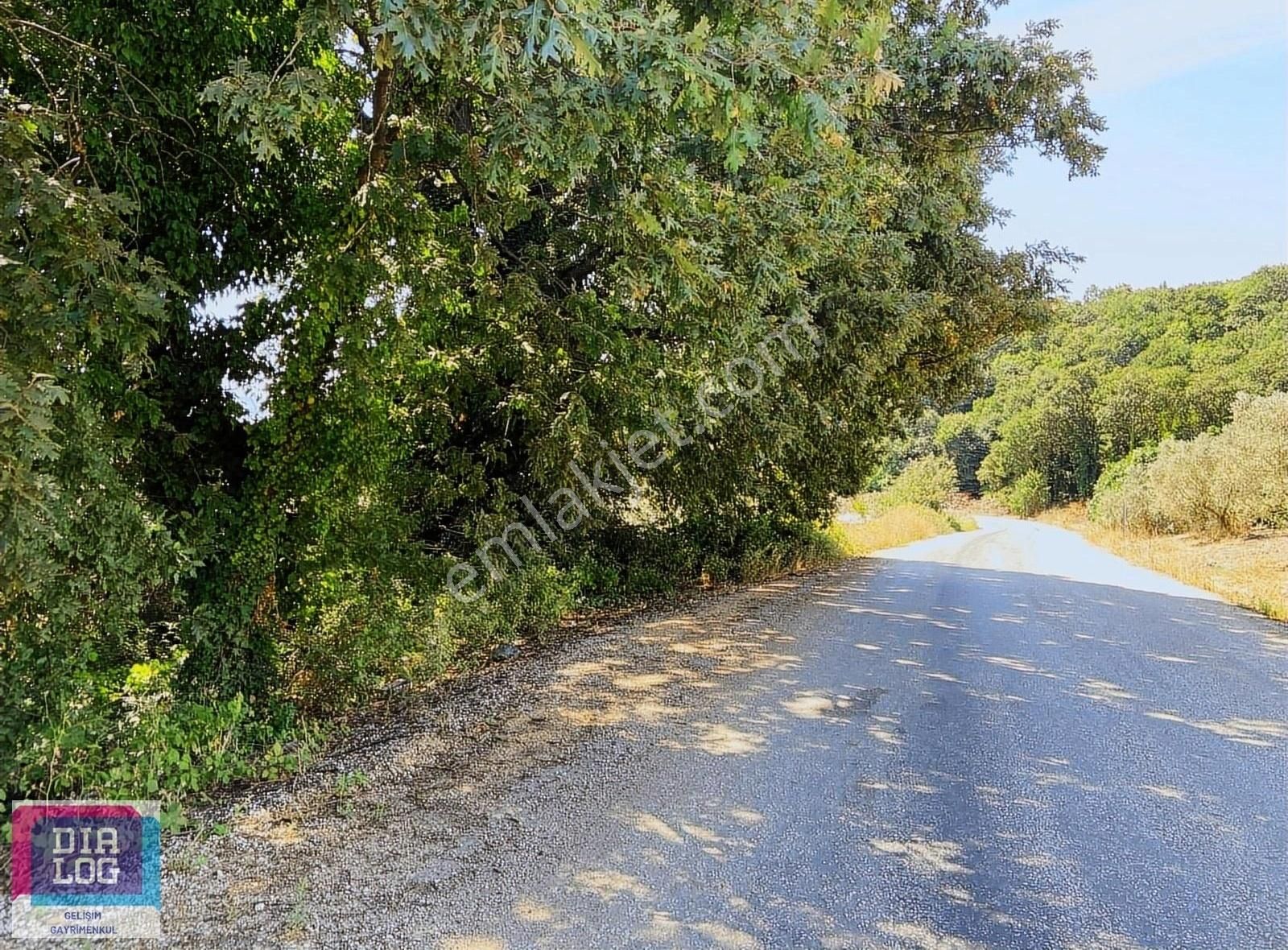 Mudanya Kaymakoba Satılık Zeytinlik Kaymakoba asfalt cephe, ucuz zeytinlik.