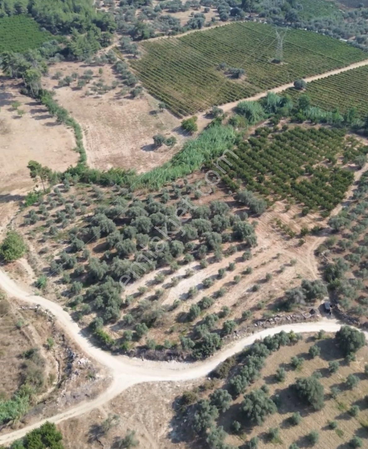 Tarsus Karadirlik Satılık Bağ & Bahçe Ra Gayrmenkul Karadirlik Mah. Şeftali Bahçesi