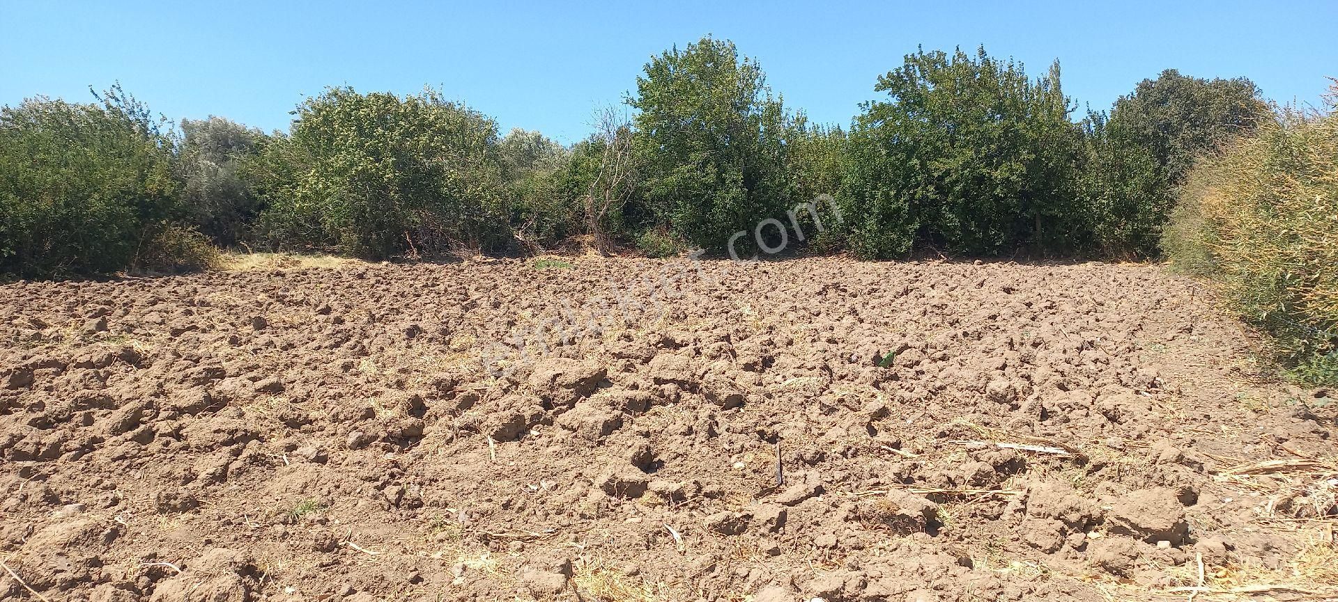 Bergama Sarıcalar Satılık Tarla Satılık müstakiltapu 