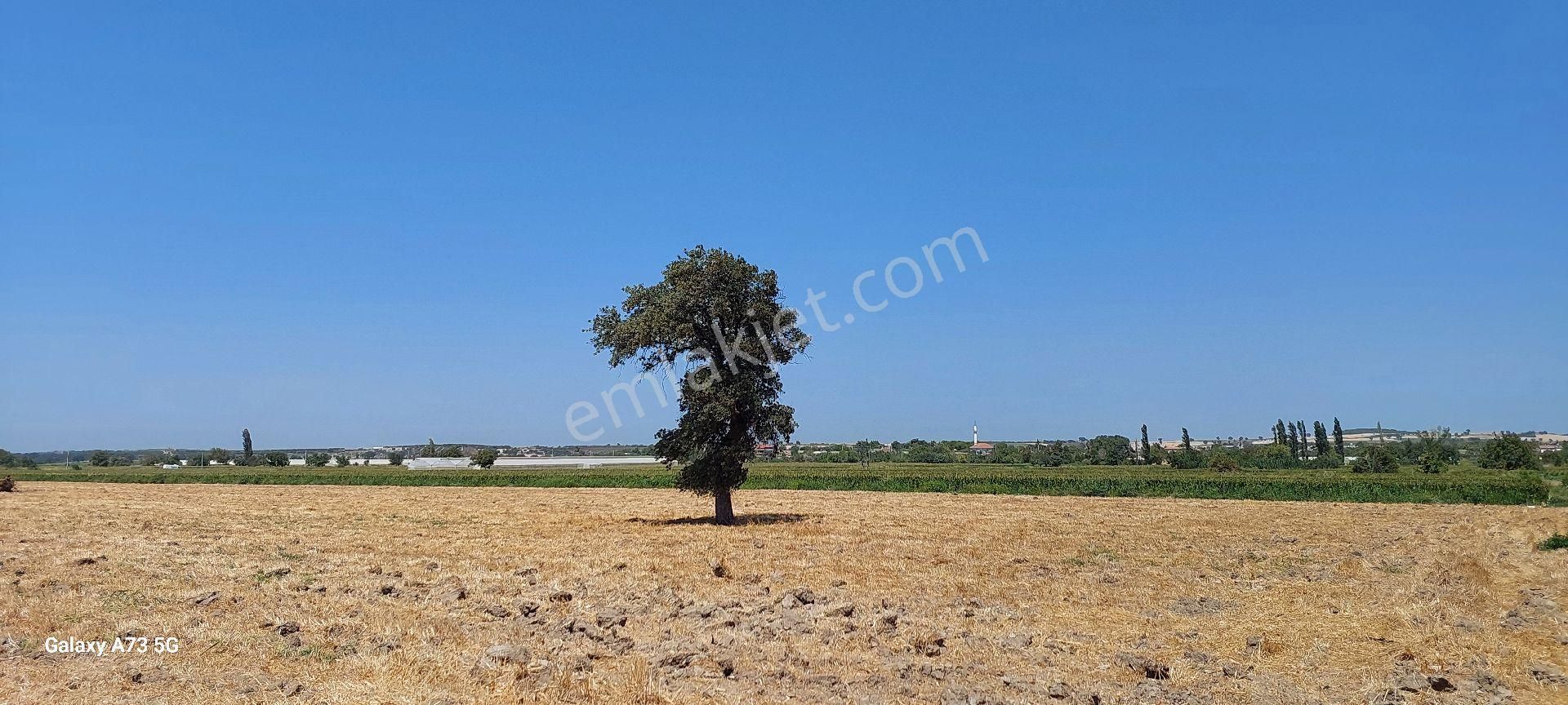 Çanakkale Merkez Halileli Köyü Satılık Tarla  çanakkale merkez halileli köyü kadastral yola cepheli arazi