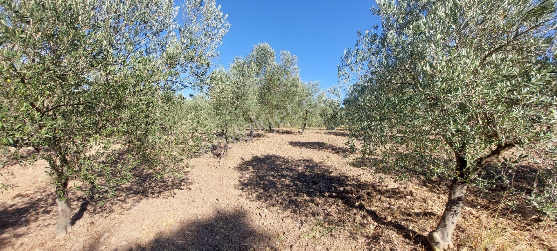 Bergama Koyuneli Satılık Zeytinlik  AFACAN dan Koyuneli de Asfalta Yakın Satılık Bakımlı Zeytinlik